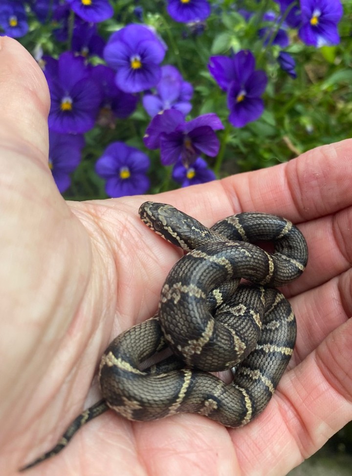 Russian Rat Snake